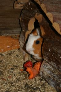 Dieren