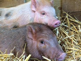 Mooie moestuin