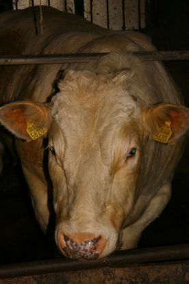 Varken